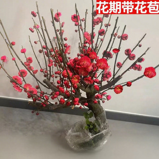 ÷�����Ԙ����Ϙ��辰�̨ͥԺԭ���t÷�󻨝��㻨���ͺ�÷������