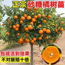 ����ɰ�����Ә����Ƥ��ۘ����Ԑ���38̖�ļ���Ҋ�ҰҸ̹������