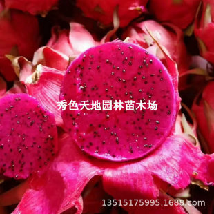 Potted Dragon Fruit Seedlings That Bear Fruit in the Same Year, Red Heart Planting, Four-Season Fruit Trees, Red Flesh Seedlings with Fruits, Various Fruit Seedlings