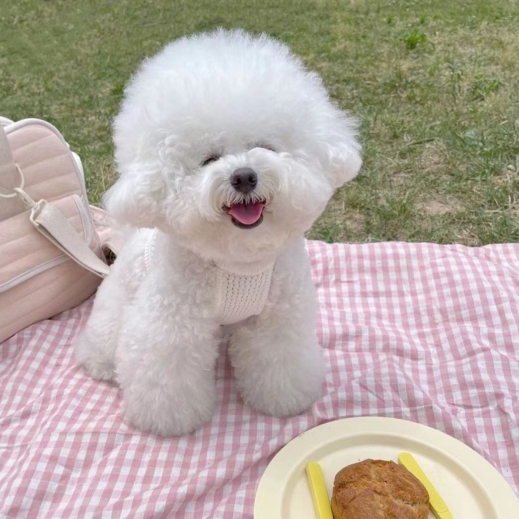 Šnaucer Kućni ljubimac Malo štene Pomeranac Ljetna pletena naramenica Štene Tanka odjeća Teddy Bichon