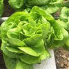 Creamy lettuce seed seed seed seeds four seasons salad small cabbage balcony rapeseed potted vegetables vegetables siblite spring seed species