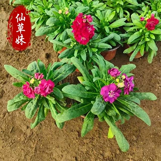 紫罗兰盆栽苗 多年生宿根花卉苗木公园花坛广场绿化摆花紫罗兰