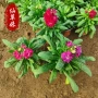 广场公园多年生盆栽苗木