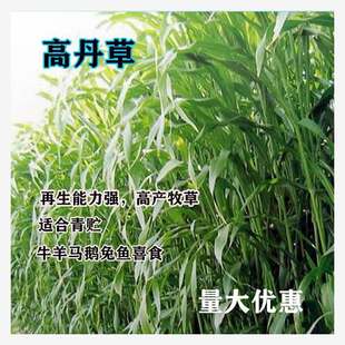 Gordon Grass Seed Breeding Chicken, Duck, Goose, Rabbit, Pig, Cow, Sheep, Fish, Shrimp and Crab Aquatic Imported Hybrid Sudan Grass Pasture Seeds