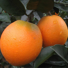 ���Ϲ������l�޽ӳ����� ����Ě���� ����Ě���� ����ζ��