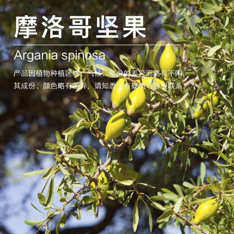 Ħ�������   ������ ��ѹ��ե ������ Ħ�����������