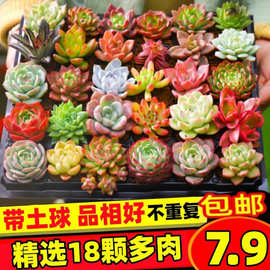 精品多肉植物组合盆栽大颗好养肉肉植物稀有品种阳台花卉绿植园艺