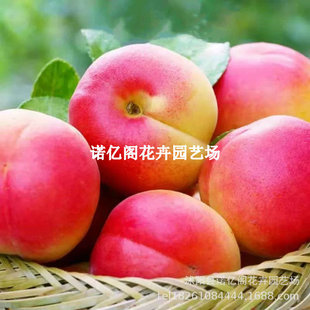 ��֬�t�Ә������Ә�޽�����Թ������̫��������Ә�������ͥԺ