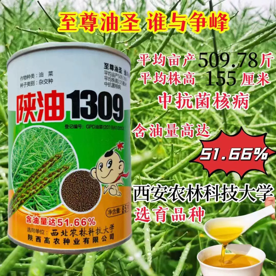 Shaanxi Oil 1309 Brassica napus содержание масла высокая устойчивость к Sclerotinia sclerotiorum Pod большие масляные многостойкие полевые виды