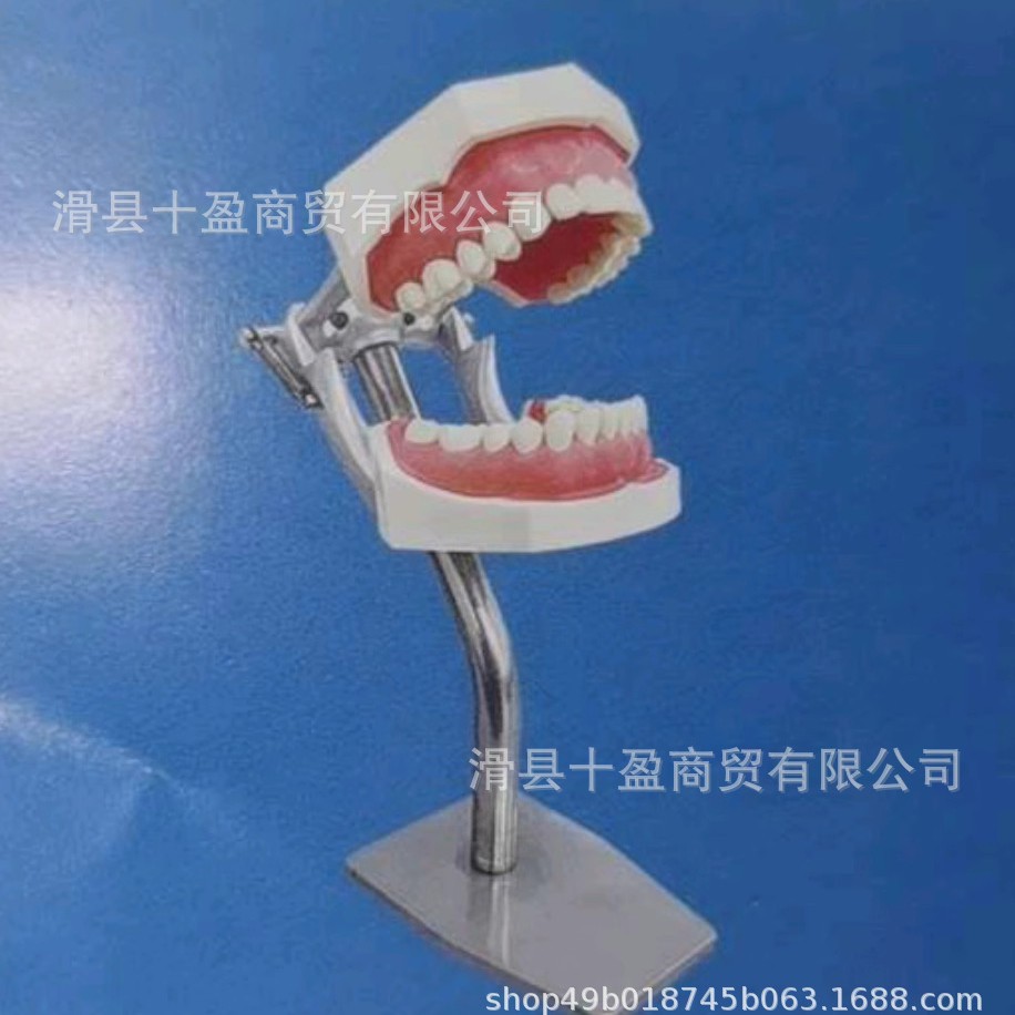 口腔シミュレーション練習頭型歯模型口腔歯科教育材料器械型歯模型練習型