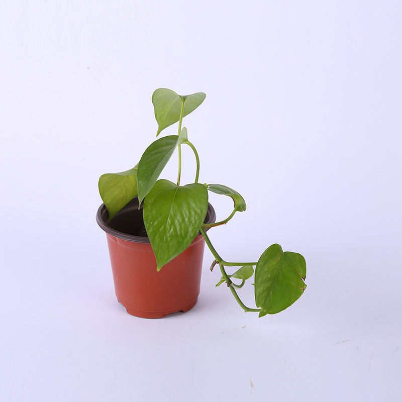Disposable two-color plastic simple flowerpot