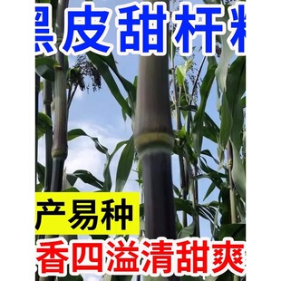 ����U�N����Ƥ��U�|��������Ƥ�����Ƥ�����L�ڸ����֭�ϱ��N