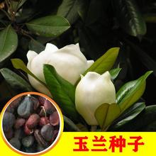 ���m�N�� �ļ��G�������m�t�����m�� ɽ���m��N��ș�� ���ķN��