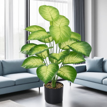 �����Gֲ24�^�ָ��z�~����Gֲ�G�}�~�^�z�����Թ�ˇƷ�S��ֱ�N