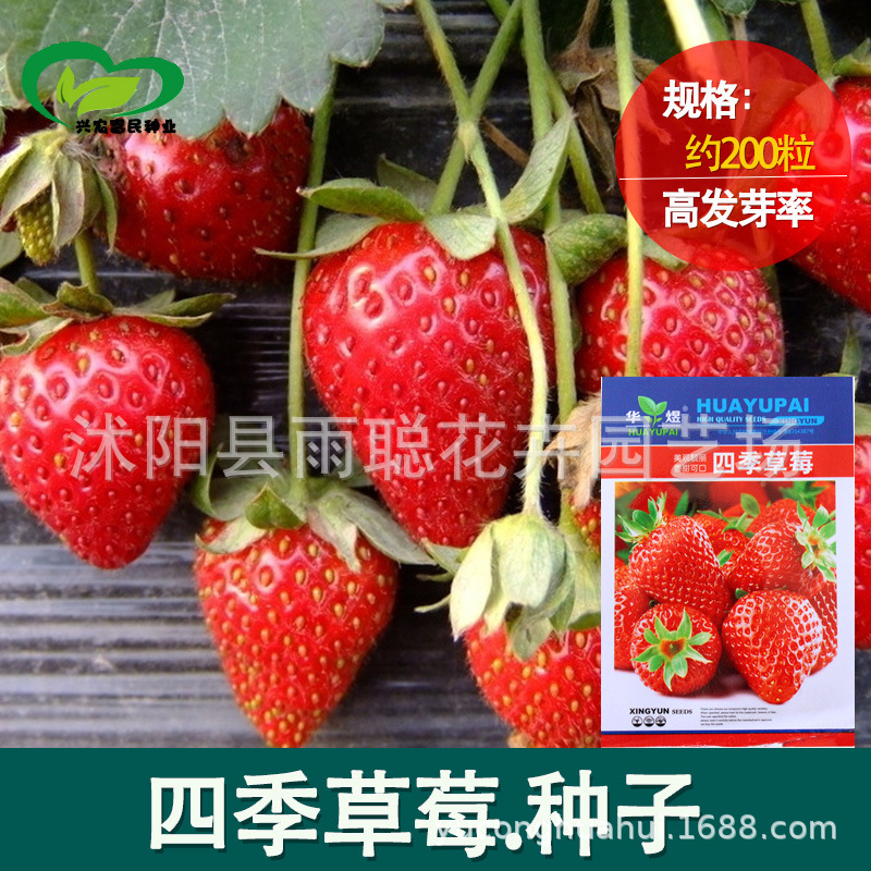 草莓种子四季播种室内阳台盆栽水果农家蔬菜种子秋冬菜籽草莓籽种