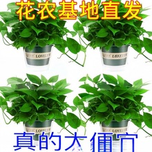 绿萝大盆栽室内植物新房家用吸除甲醛净化空气土培绿植花批发批发