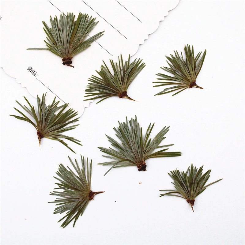 Сосновые иглы Сушеные листья Тисненая перегородка Настоящие листья Образец растений Закладка Лепесток Макияж Тисненая настольная лампа Свеча Шелковый веер