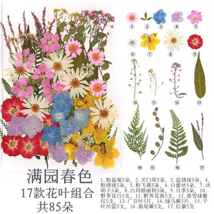 �ɻ������S��ֱ�N���z��޹�ֹ����~�N�� diy��Ȼֲ��˱�����y