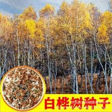 טN ľNӰטN ۘ ƤN Nӈ@־G