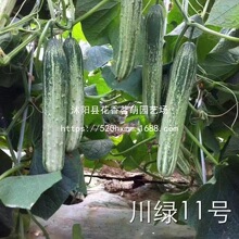 �S�ϷN�Ӵ��Gʮһ̖12̖�o��ζ�s���S�ϷN���Ĵ�������@�߲˷N��