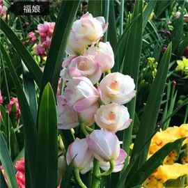 【耐寒】浓香型兰花苗室内盆栽兰花花卉墨兰建兰大花苞懒人花客厅