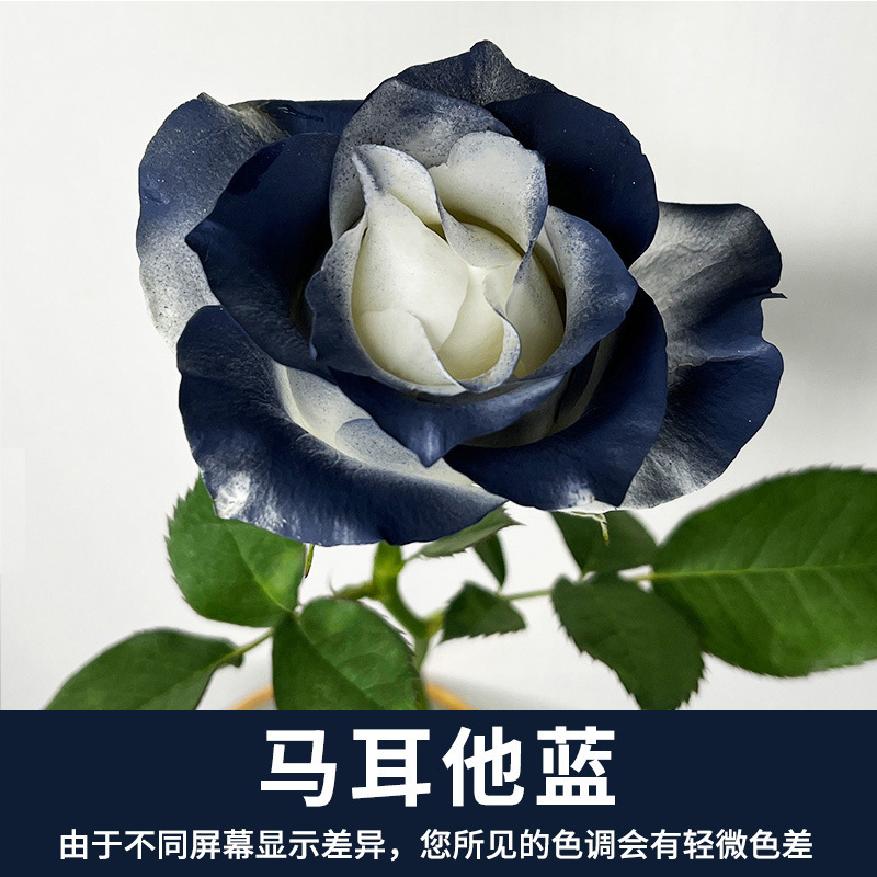 450ml agente de color de aerosol de flores al por mayor pintura en aerosol de secado rápido agente de teñido de rosas de color aerosol de color perlado floristería