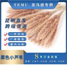 ԭɫС�JȔ�ɻ���Ȕ�ɻ�����˹�����ݏS�����l�ҾӲ廨�Ĕz����