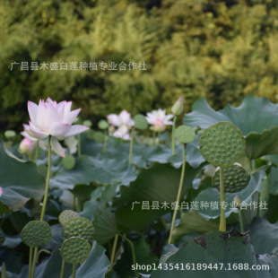 [Base Wholesale] Jiangxi Purebred White Flower Lotus High-Yielding Seed Lotus Root Seed Jianlian No. 17 Large Lotus Seed