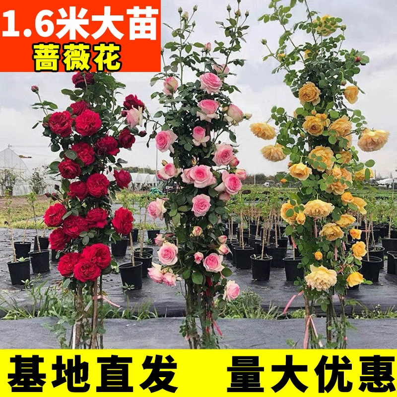 Саженцы роз, балконные вьющиеся саженцы роз, средние и крупные саженцы, ароматные и морозостойкие садовые растения, горшечные растения с цветами роз.