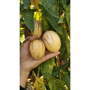 �Fժ�˅������   ������Ȼ����   �S��A���Ї����������GɫʳƷ