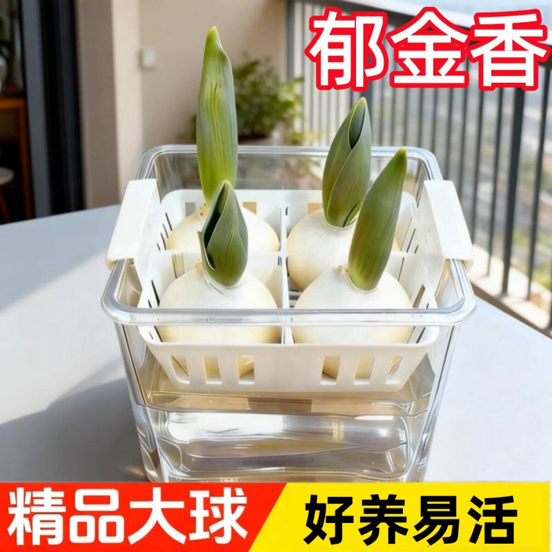 郁金香种球水培花卉定植篮室内花植物四季种子盆栽花苗土水养好活