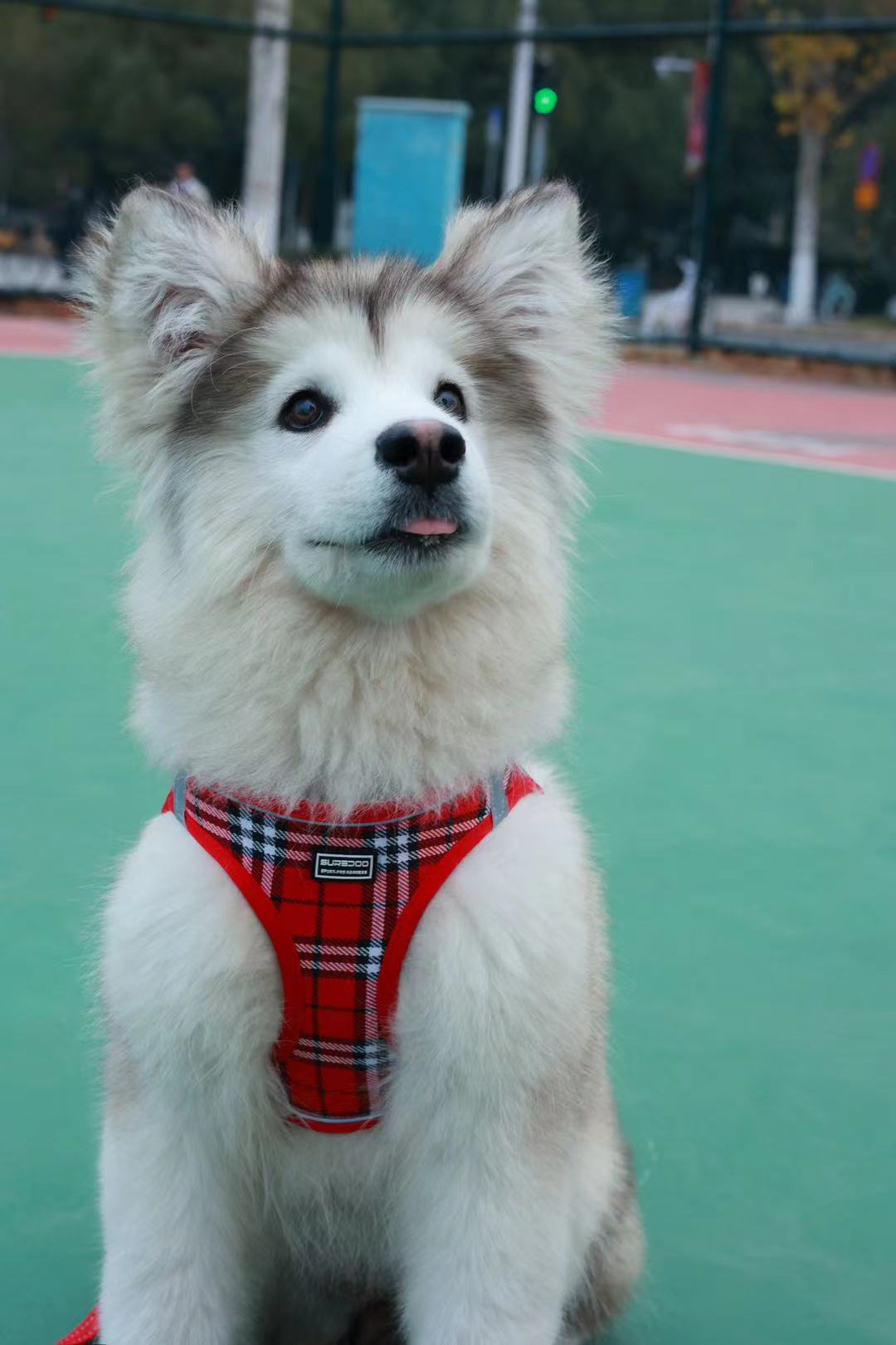레드
