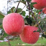 正宗陕西洛川苹果红富士新鲜当季时令脆甜陕西一级果