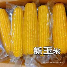 ���r�|����Ŵ�S���װ��������������ɿ��ك��SŴ�������������