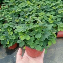 ���߲�С����ֲ���҃��̨��X�����㺦�߲ݾGֲ�׃��@����