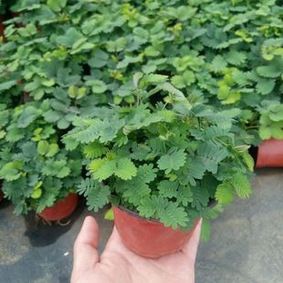 ���߲�С����ֲ���҃��̨��X�����㺦�߲ݾGֲ�׃��@����