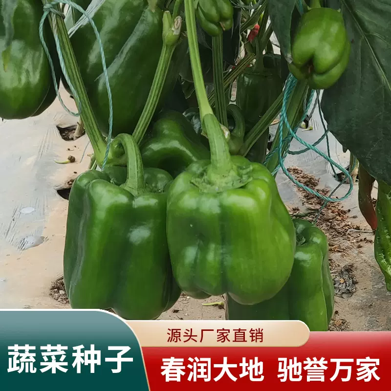 甜菜椒种子 农田菜地种植当季蔬菜大青菜椒籽灯笼椒春夏秋种