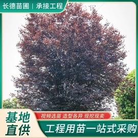 乔木;灌木;水生植物