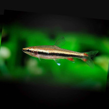 �t���U�P�~���w ���y���~�����~Ⱥ�βݸ��~�Ꭷ�~�^�p�~�O�����l