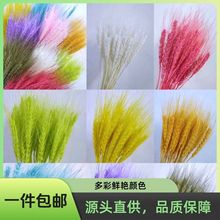 金黄色天然麦穗干花束开业大麦厂家直销麦穗批发麦穗花篮装饰道具