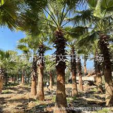福建老人葵3-8米桿規格齊全 綠化棕櫚樹精品老人葵批發熱帶植物