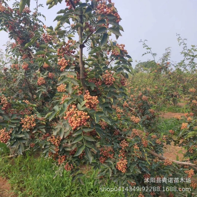 Фруктовый сад прямые поставки рассады перца Дахонгпао голова льва рассада перца спецификации полный доступный