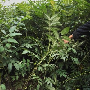 lʳ㴻 t㴻 t ѿ 㴻 ă