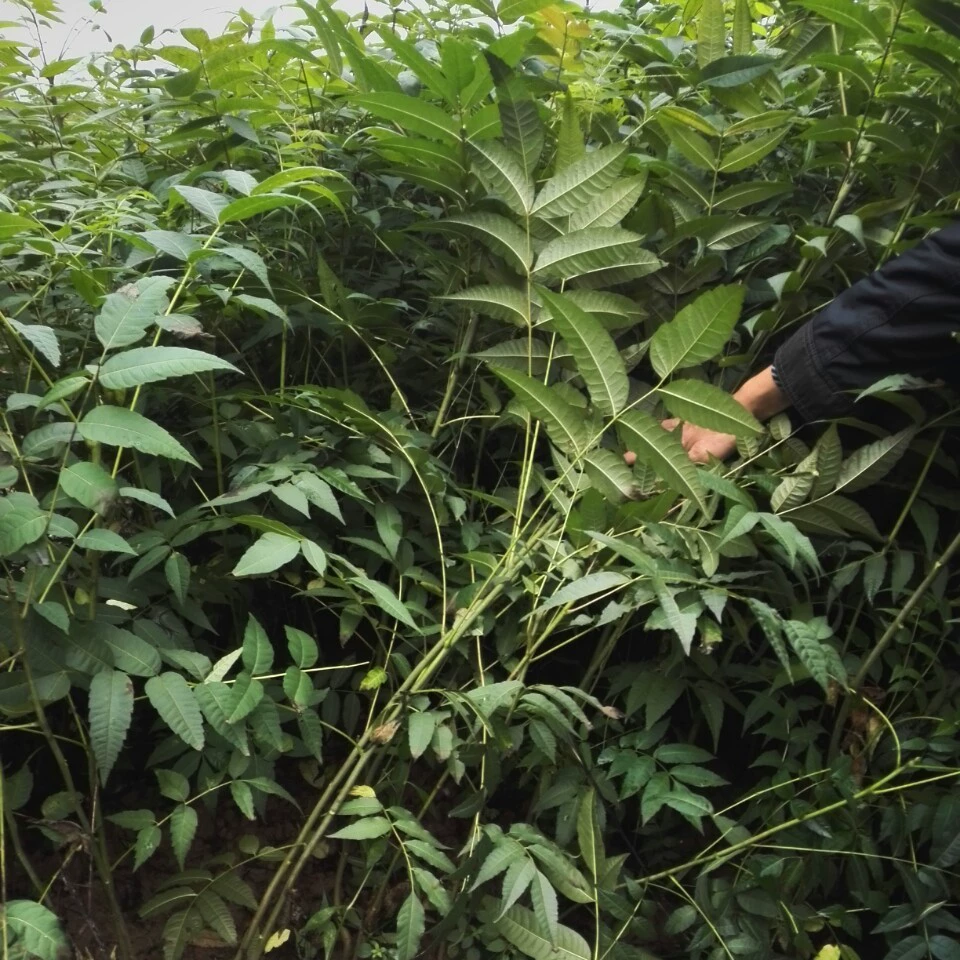 Базовые Оптовые съедобные саженцы Toona sinensis саженцы бутона Toona sinensis деревья Toona sinensis Большие выгодно