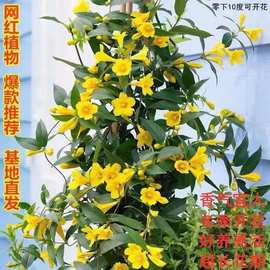 法国香水藤盆栽耐寒浓香易活室内外香水茉莉花苗花卉庭院爬藤植物