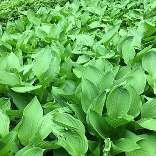Base wholesale supply courtyard balcony potted jade hairpin flower jade hairpin flower seedlings green leaf jade hairpin large leaf jade hairpin seedlings