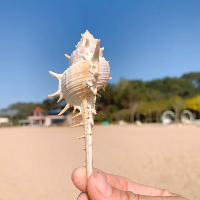 Witch bone snails natural conch shell threading snail bone snail shooting props floor fish tank decoration decoration