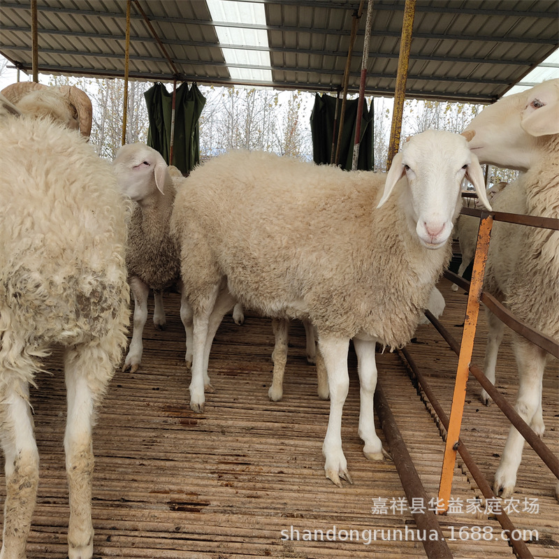 小尾寒羊小羊多少一只小尾寒羊的价格小尾寒羊种公羊怀孕母羊
