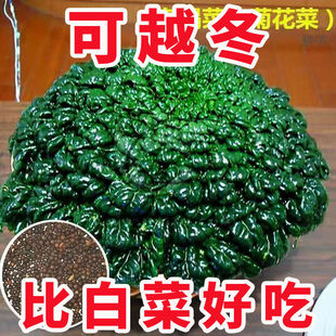 �����˷N�Ӹ��}�����߲��B�ľջ��˷N�Ӵ���