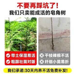 ���ǘ��������ǘ�G�����v��������ͥԺ�Nֲ����ș�������ǘ���